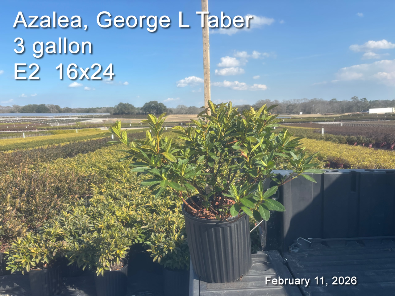 gallery/gt3 e2 feb11.jpg